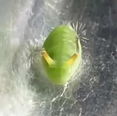 I know it’s a funny video but what is this?