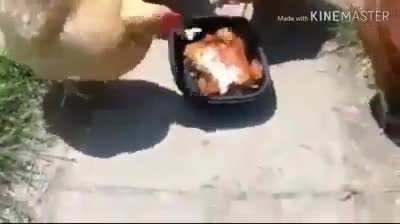 Oh não