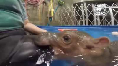 to eat a human
