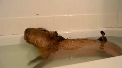 cApYbArA bEiNg BrUtAlLy ATtAcKeD bY DucKlInGs