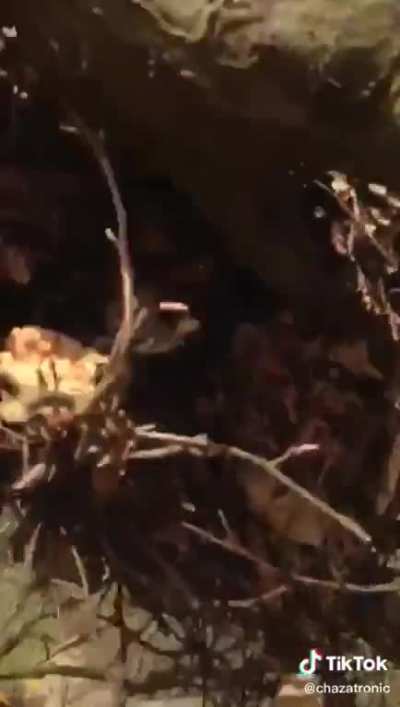 Squirrel eviction