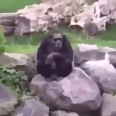 monkey nazi (first post)
