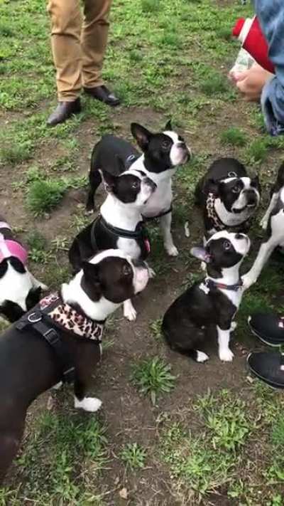 How to collect a pack of Boston