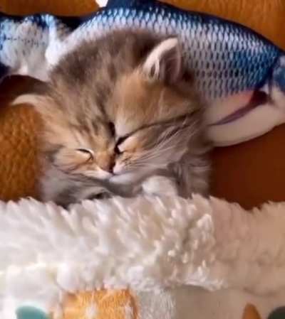 Fishy Dreams