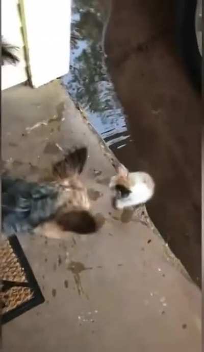 Poor kitten