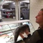 Fish toss