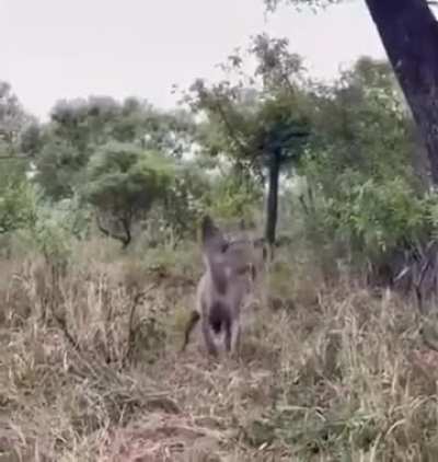 idiot