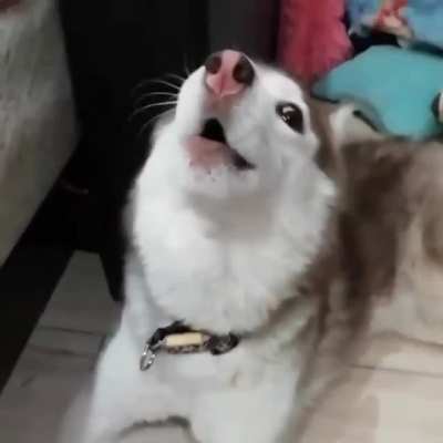 I think my dogs broken