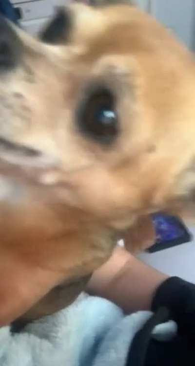 My buddy sent me this of his dog then called me a freak for saving it..