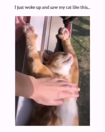 Solar powered cat