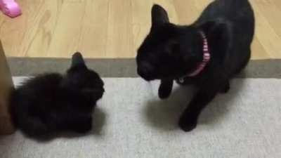 Touch tha Kitten