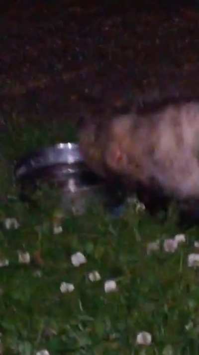 Possum in the clover