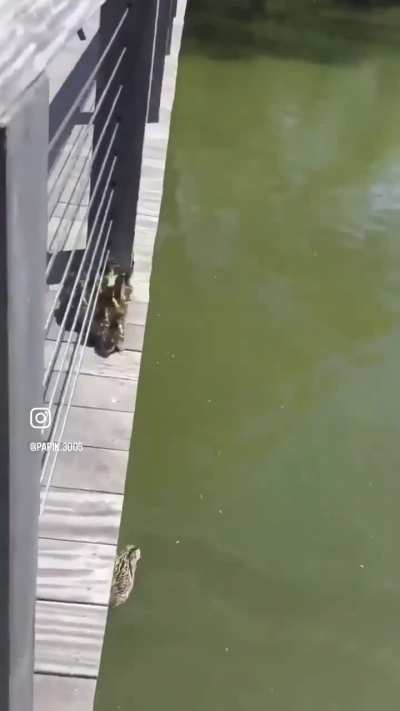 Good Mama Duck