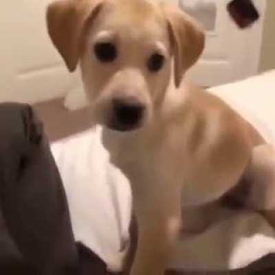 Puppy