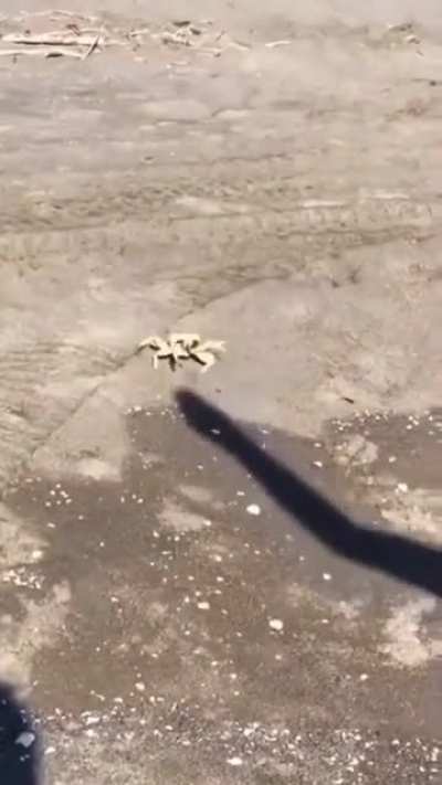 to grab the shadow