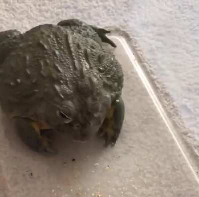 He eats worm.