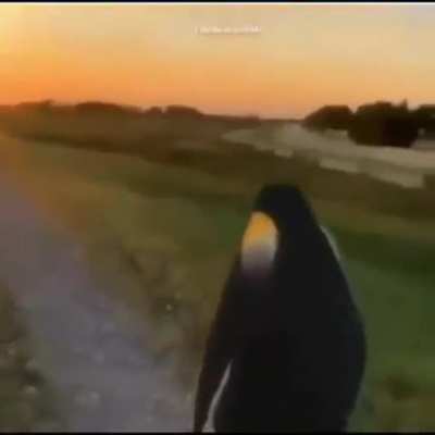 Can't