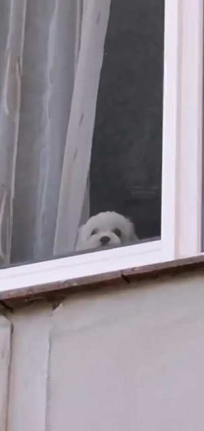 Poor doggo fell off