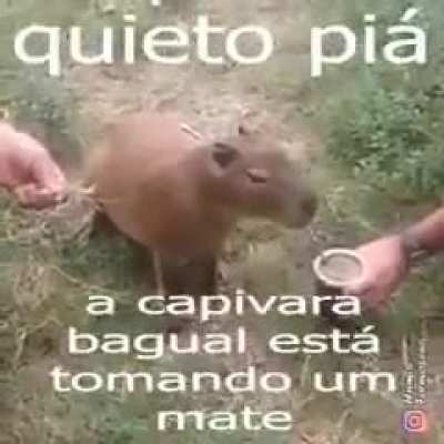 capivaar tomando mate