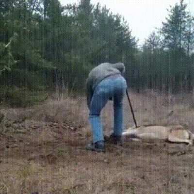 Man helps wolf stuck in a trap