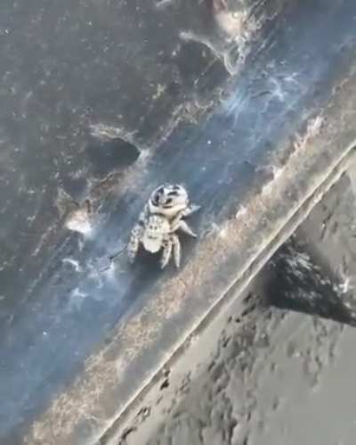 Spider Emineming