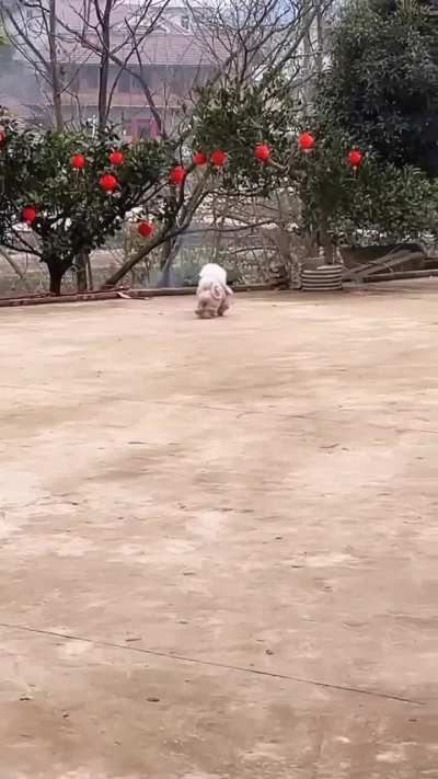 ele nunca correu tanto 