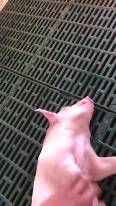 eu_nvr