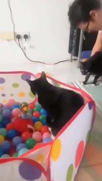My cats need me
