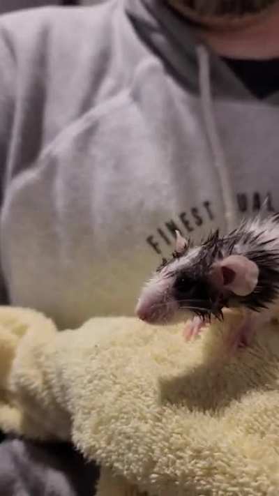 Atticus needed a bath after falling head first into my morning coffee cup trying to steal a drink!