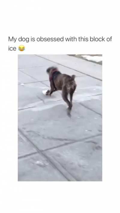 Maybe he's playing curling