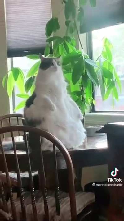 Behold Jabba the Chonk! This is from when he was first rescued, the owners have him on a diet and he is losing weight. Credit: @moretolovecharlie on TikTok