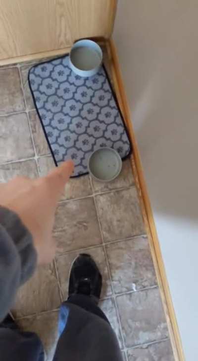Kitty food