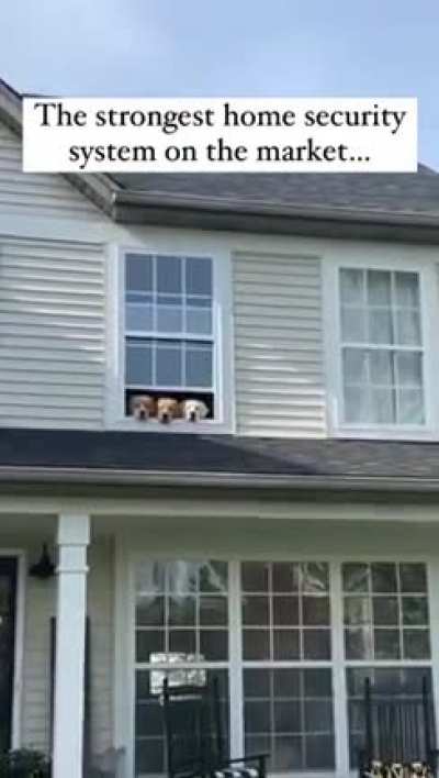 I love how they’re all in the same window 🐶😂🤣