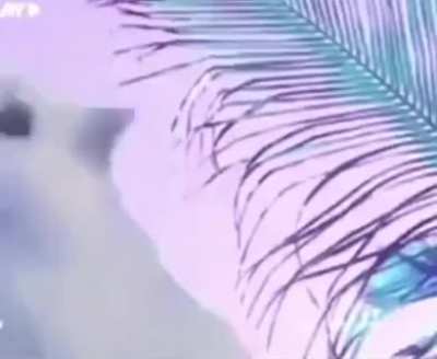 Blinding Lights Cat Remix