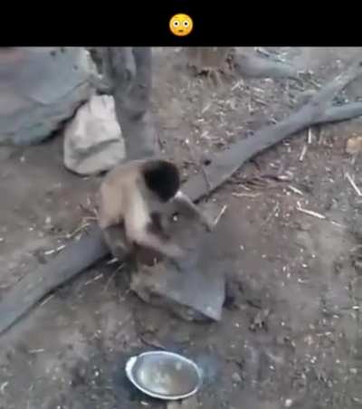 Monkey see Monkey do.