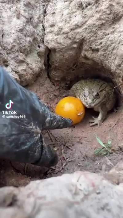 Frog be upon ye