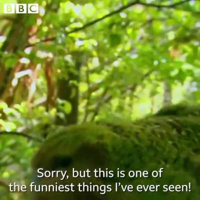 Throwback to the time Stephen Fry encountered a kakapo