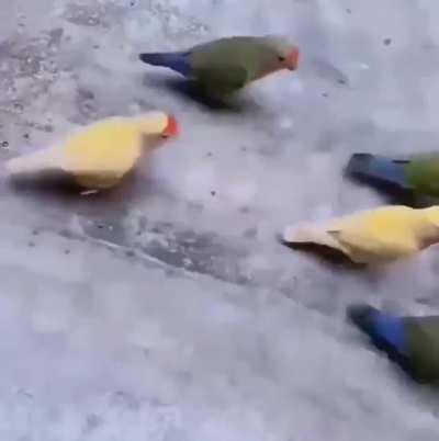 Bird Ballin’