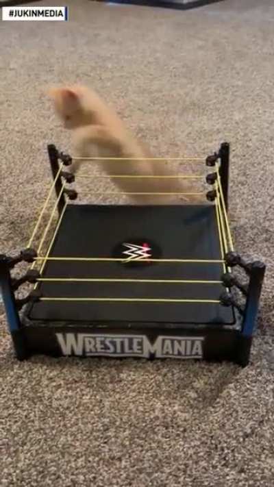 owNeR FOrcEs catS InTO An UNdeRgROUnd FigHtiNg riNG