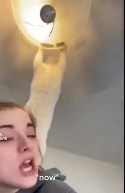 bagel no