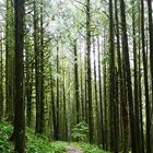 Hiking in the PNW rain forests is magical. Completely alone. Just me, my dog, and the rain.
