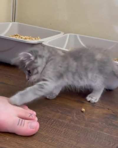 VICIOUS ATTACK.