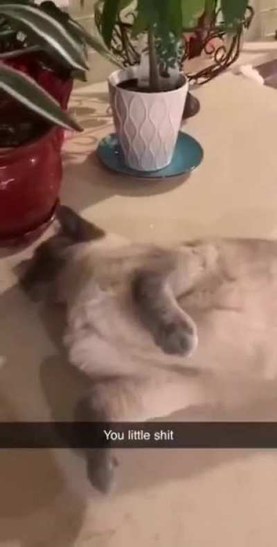 Cats give no fucks