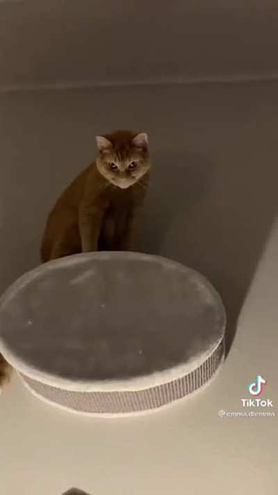Bat Cat