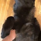Кусь!