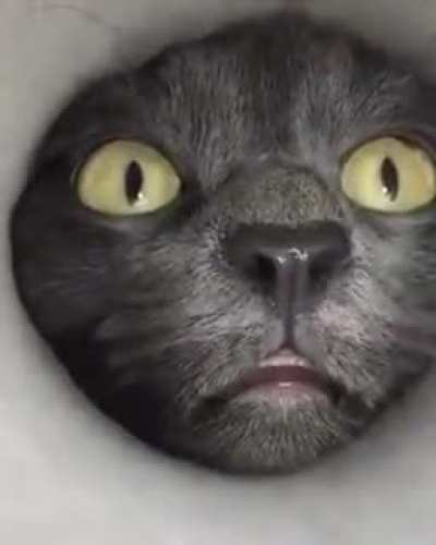 Любоп<wbr>ытный котейка