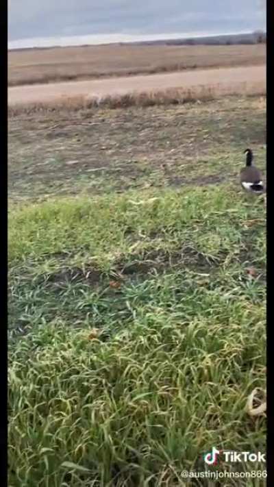 This goose is on one