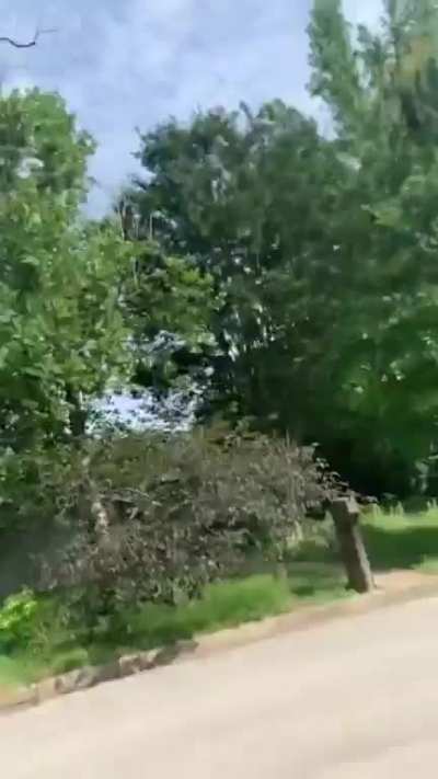 Hawk attack