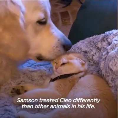Service dog doesn’t know how to play until he gets a kitten