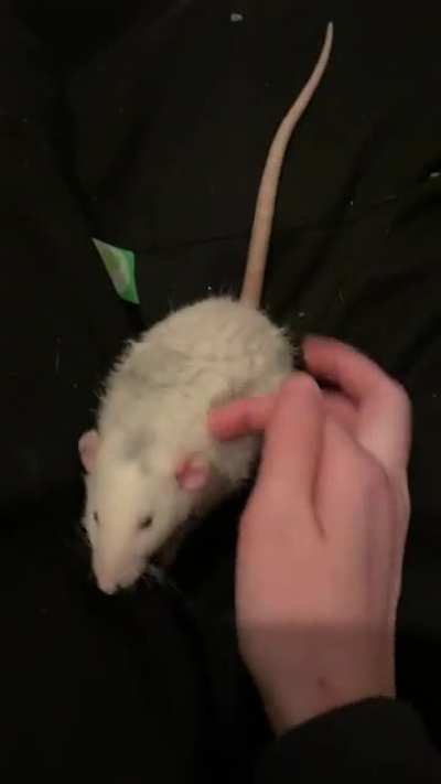 Rat wagging tail? Didn’t know this was a thing?